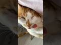 Cute cat sleep 😺 #reels #cat #catvideos #funnycatvideos #shorts #trendingshorts #ytcat #funny #cute