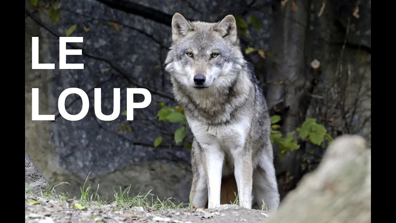 Le loup (documentaire) - YouTube