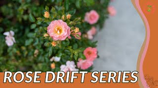 ROSE DRIFT SERIES Information, Description & More! (Rosa 'Drift')