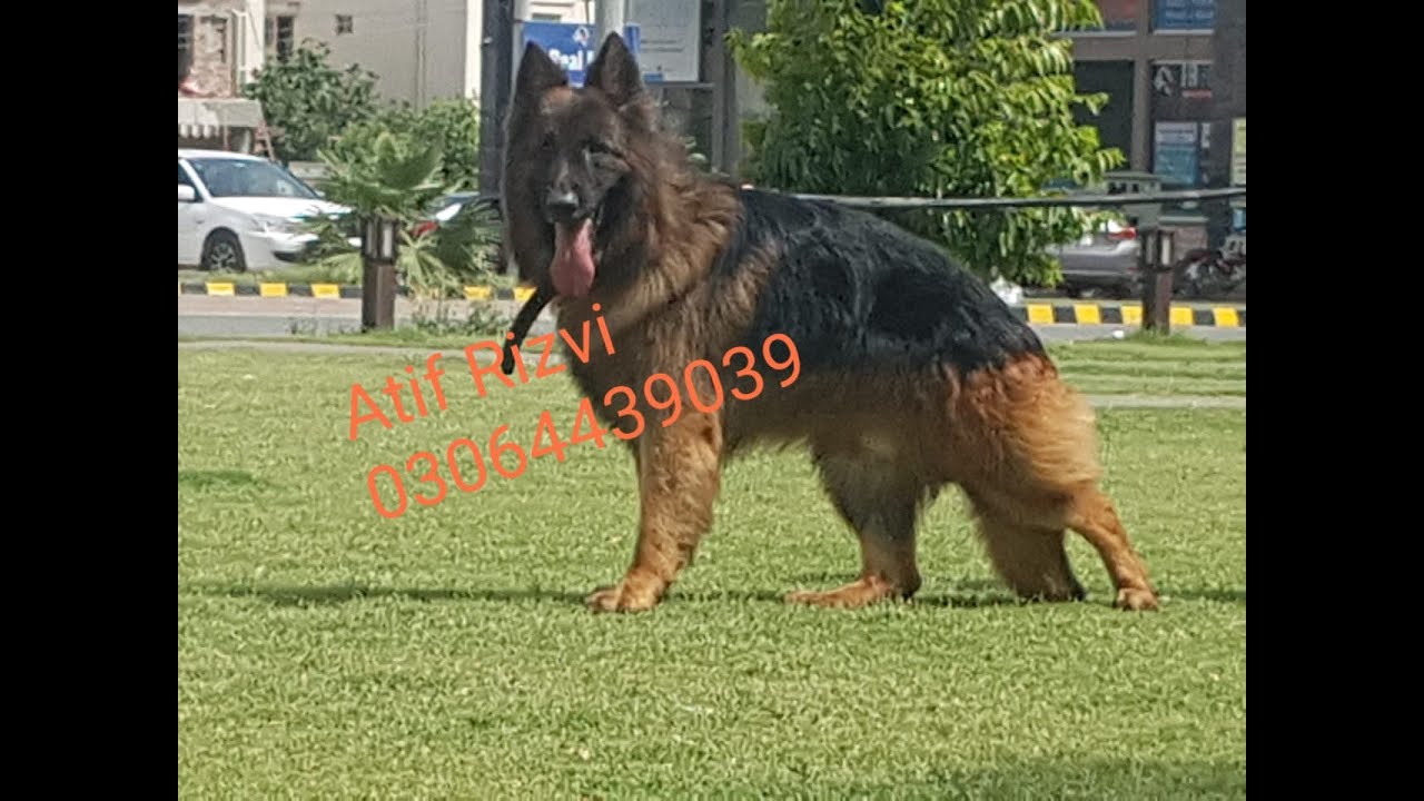Adventure, Rain and German Shepherds with Atif Rizvi - YouTube
