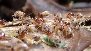 Feeding behavior of Macrotermes