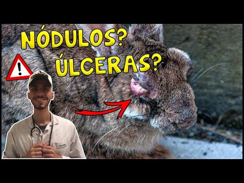 Vídeo: Por que os coelhos têm mixomatose?