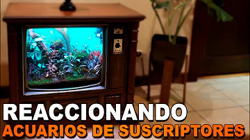 ¿A los peces les gusta ver la televisión?