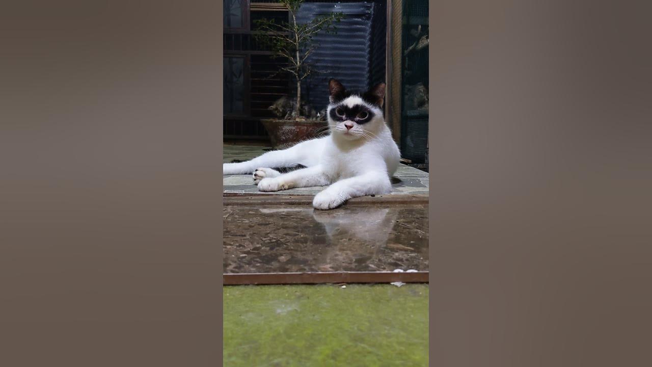 Cat looks like it s wearing a zorro mask viralhog youtube