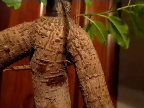 Видео: Ginseng Ficus Bonsai Care – Выращивание женьшеневого фикуса как дерева бонсай