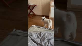 American Akita puppy asks for food #shorts