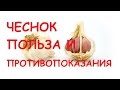 Чеснок. Польза и вред.