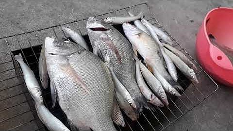 Câu cá hanh (tráp) tại biển Vũng Tàu