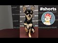 Funny chihuahua  groomerok shorts