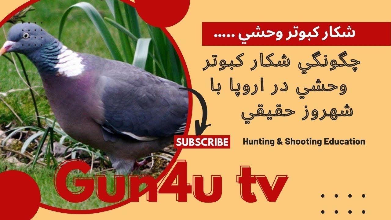 شكار كبوتر وحشي شروع شد!  Wood pigeon Hunting