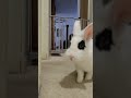 Rabbit figures out how to open baby gate