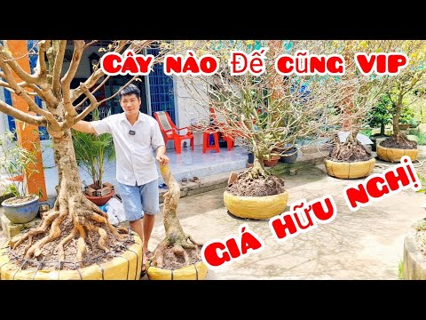 Video Phôi mai vàng mai Tứ quý Đế VIP 3/9 ???? O9O7O269I6 Phúc... - youtube