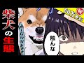 1万年変わらない 頑固で難しい柴犬の生態まとめ 世界の終わりに柴犬と