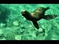 BUCEO Snorkelling LOBOS MARINOS SALVAJES SubSur