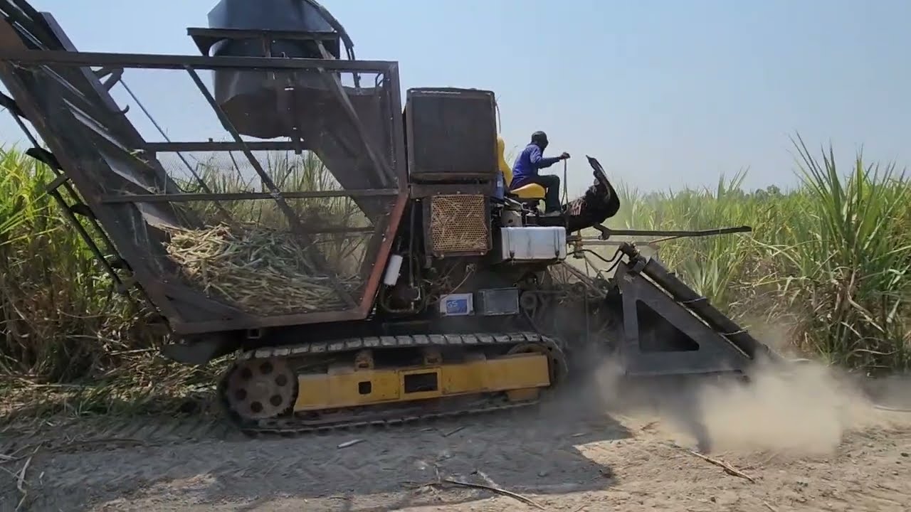 เอารถเกี่ยวข้าวมาแปลงตัดอ้อยท่อนใช้งานได้จริง