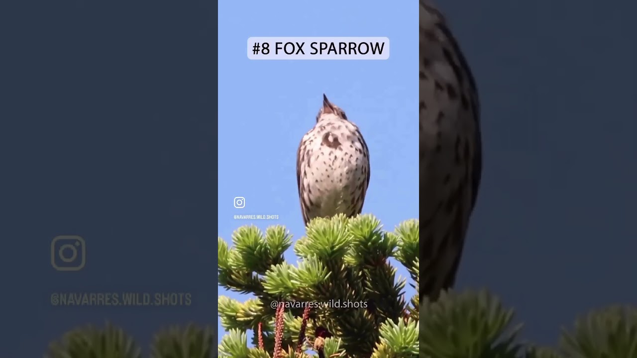 Cantos dos Pássaros 