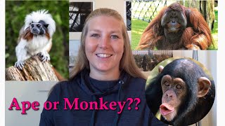 The difference between apes and monkeys