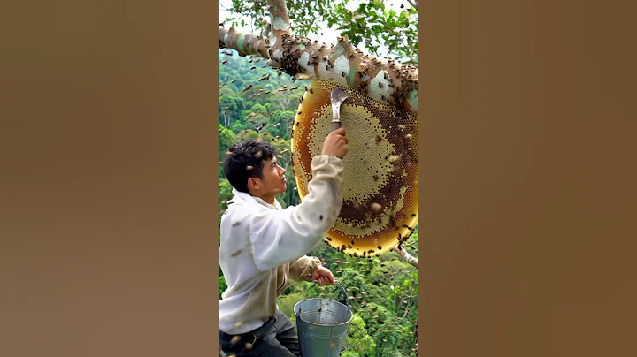 Risking his life for sweet jungle honey, high above the ground. #honeyhunt #bees #wildhoney #shorts
