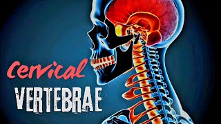 Cervical Vertebrae Explained: Structure and Adaptations I Atlas & Axis