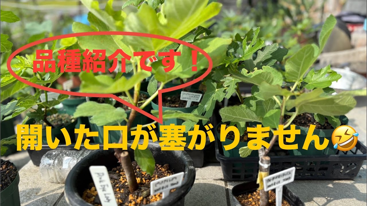 175久しぶりに…やられました😮‍💨#イチジク #いちじく #イチジク栽培