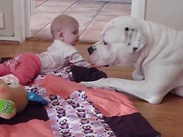 baby american bulldog