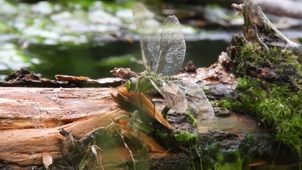 LIBEL  * wat doet deze libel met zijn achterlijf ?