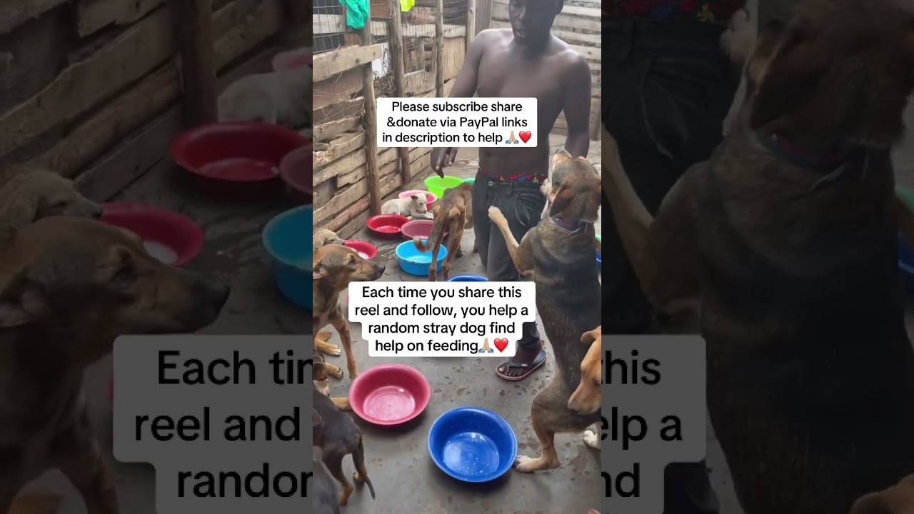 Each time you share this reel and follow, you help a random stray dog find help on feeding