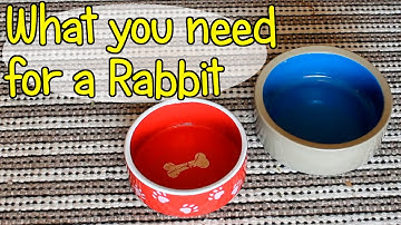 What You Need Before Getting A Rabbit - Essential Supplies | Bunny Basics