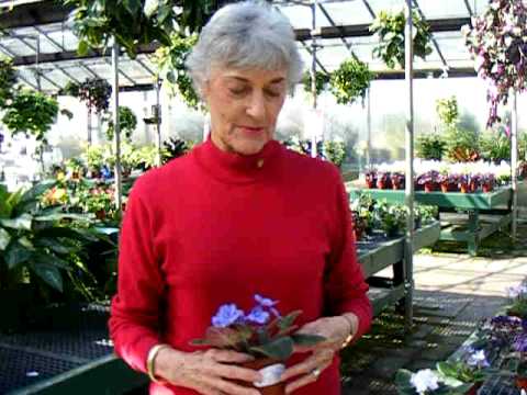 Sonja & African Violets at Behnke Nurseries