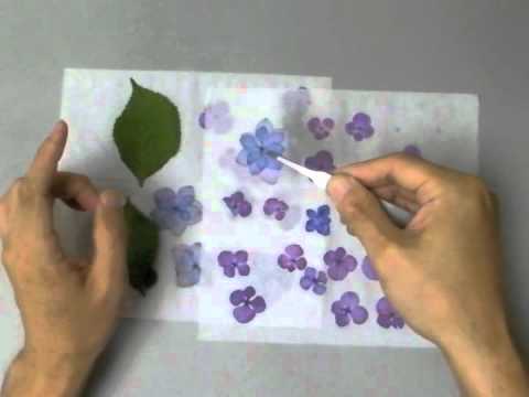 乾燥シートで乾かす押し花作り Youtube