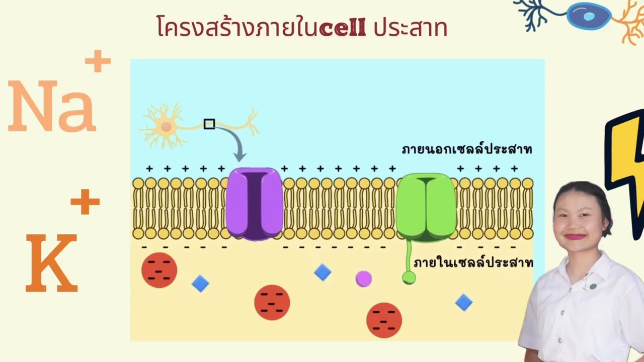 กลุ่มที่1 Physiology of Nerve and Muscle