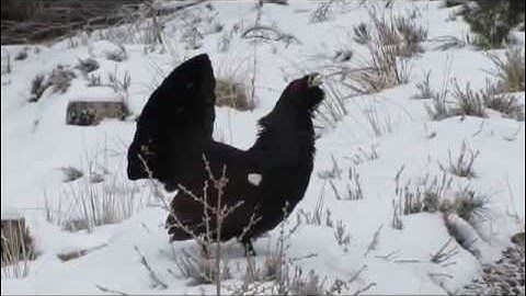 Capercaillie Attack in Strathspey, Scotland