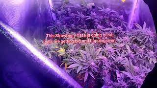 Week 8 Bye Bye Blue Sunshine 🌻