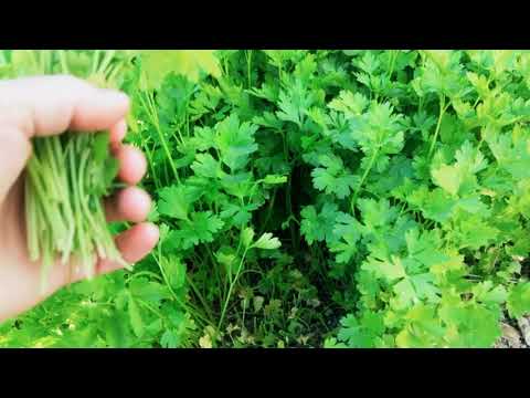 Video: Maydanoz Kökü Bitkilerinin Bakımı - Maydanoz Kökü Nasıl Yetiştirilir