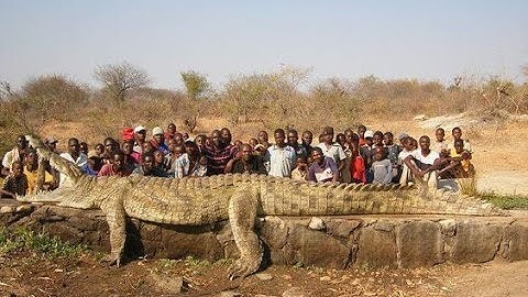 Cá Sấu Ăn Thịt Người Ở Congo Châu Phi (HD thuyết minh - NatGeo Tiếng Việt)