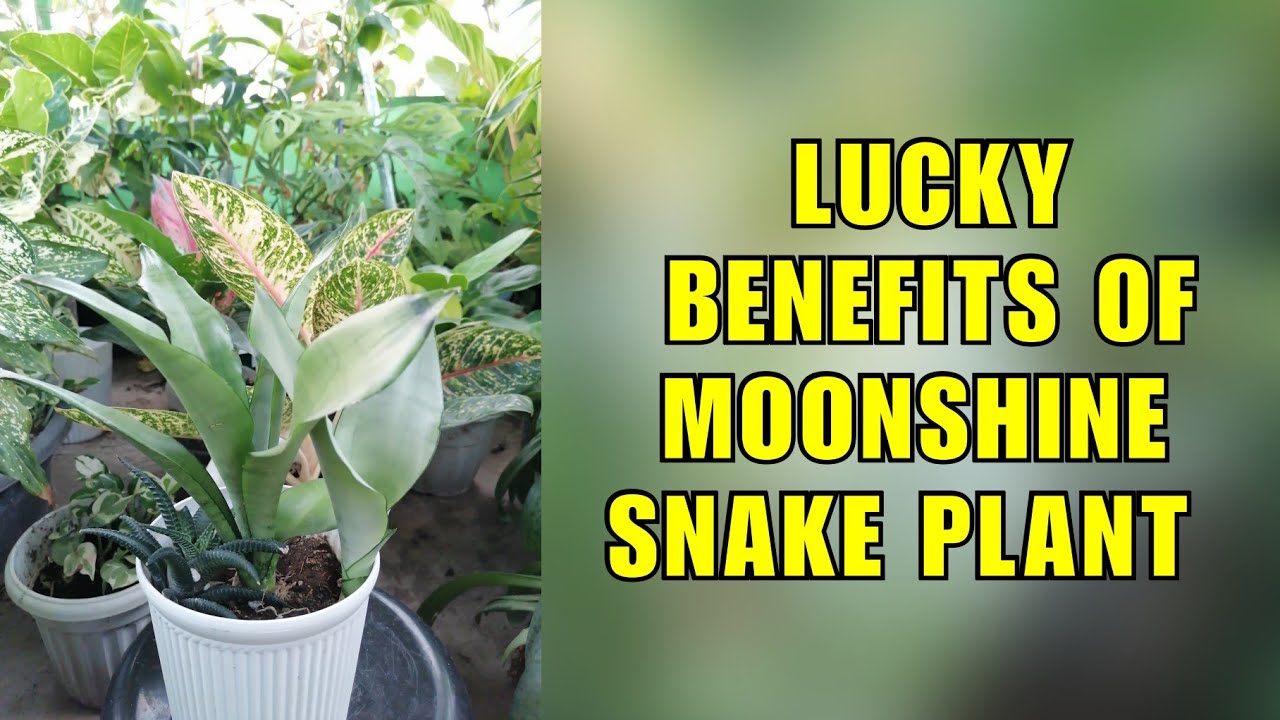 5 Lucky Benefits of Moonshine Snake Plant
