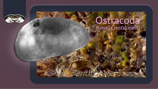 Marine Meiofauna: Ostracoda (Small Crustaceans)