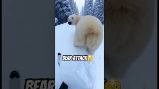Bear Attack