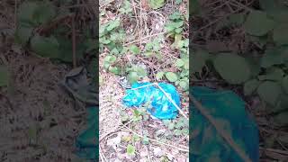 Sinop’ta orman kesimi sonrası kirlilik iddiası!