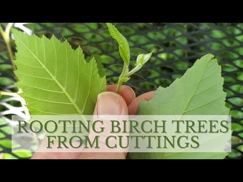 How to Propagate Birch Trees through Cuttings (Rooting Birch Trees)