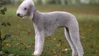Прикол!))) СУПЕР!)) Собака бегает во сне ! Dog runs when sleep Прикол!))) СУПЕР!)) Собака бегает во сне ! Dog runs when sleep