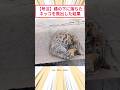 【号泣】橋の下に落ちたネッコを救出した結果 #2ch動物スレ #猫動画 #猫のいる暮らし