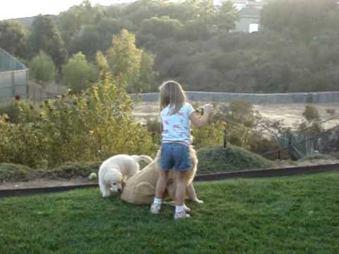 Ashlyn playing with Tucker and Puppy Kody