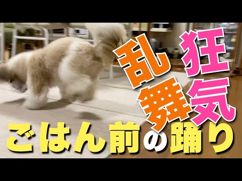 【シーズー】ごはんの前は狂喜乱舞！【014】