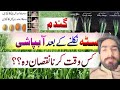 Wheat crop cultivation in Pakistan / how to increase yield of wheat