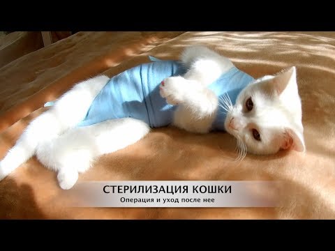 Стерилизация кошки. Операция и уход после нее. Как это было...