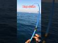 Huge Strike #fyp #short #shortvideo #shortsfeed #viralshort #viralvideo #fishing #fish #ofw
