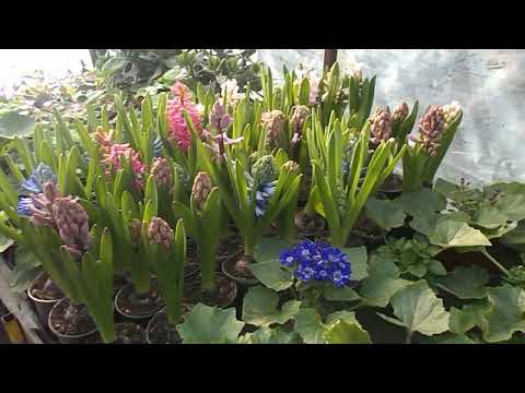 Видео: Крокусы не цветут - Как заставить крокусы цвести