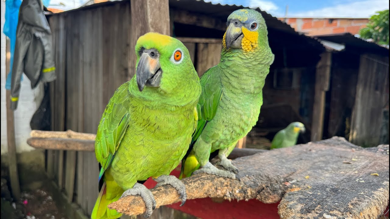 Loros hablando 😱🥰