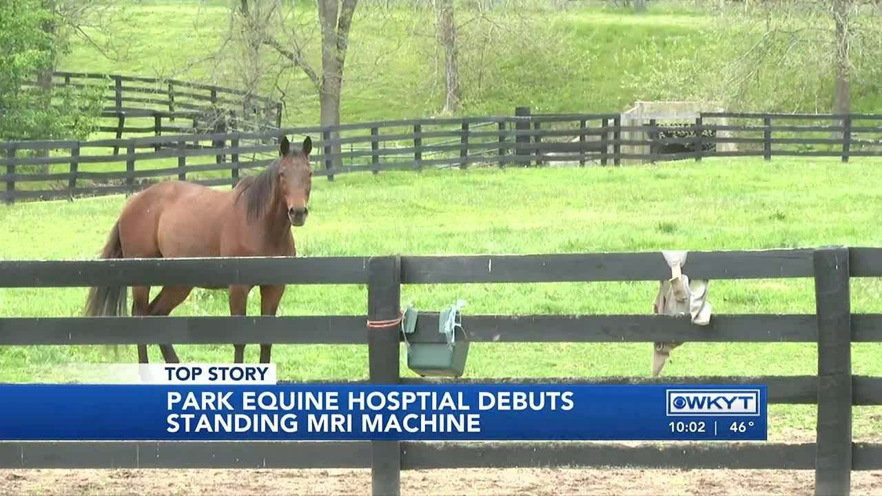 WATCH Lexington veterinarian addresses critical role safety plays in